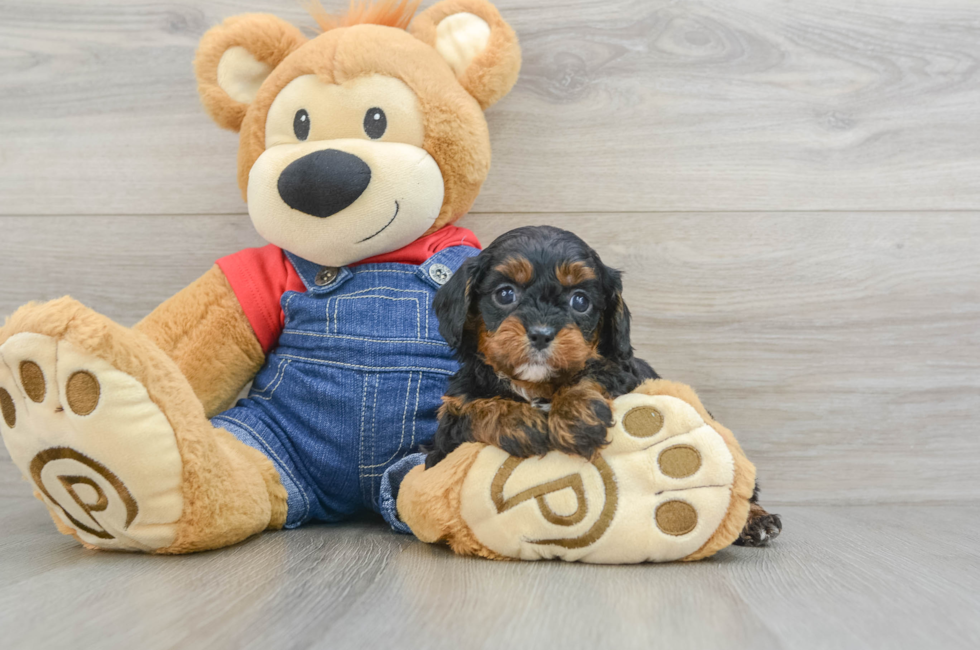 6 week old Cavapoo Puppy For Sale - Premier Pups