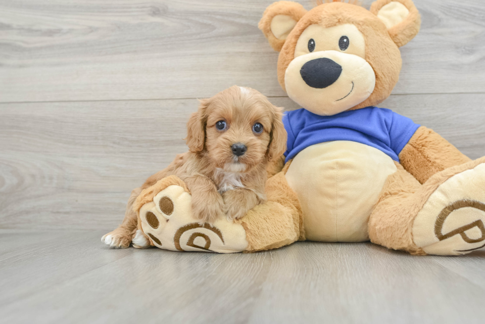 Hypoallergenic Cavapoo Jenny: 3lb 13oz Doodle Puppy