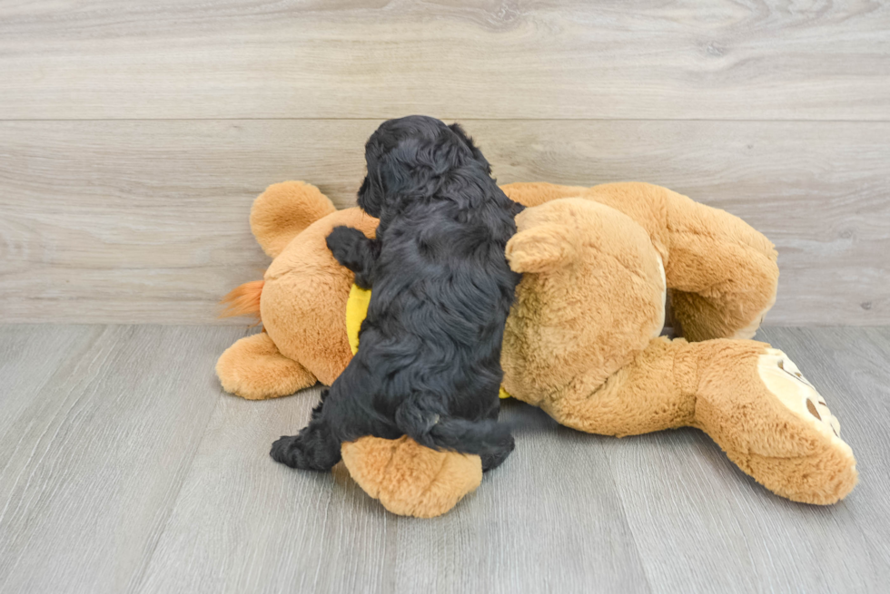 Fluffy Cavapoo Poodle Mix Pup