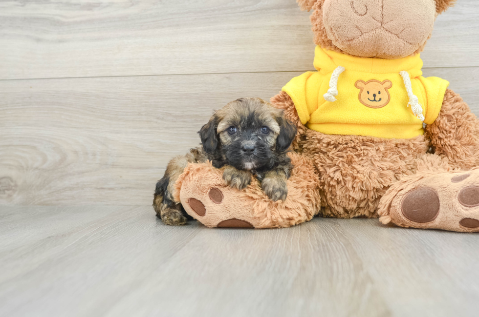 6 week old Cavapoo Puppy For Sale - Premier Pups