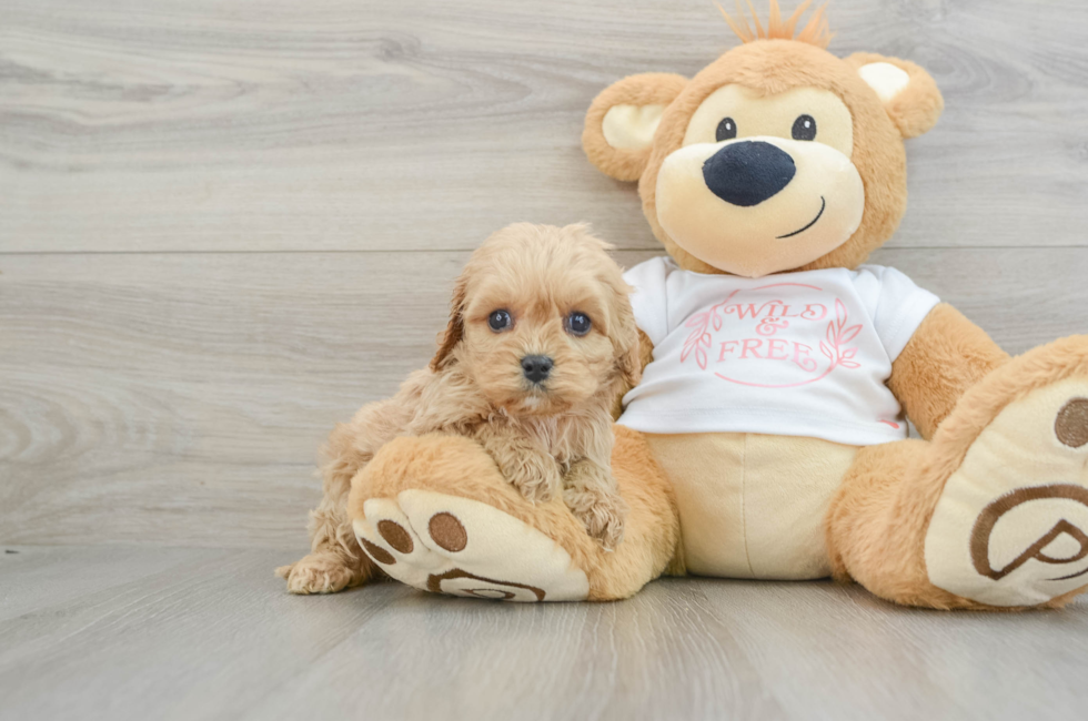 5 week old Cavapoo Puppy For Sale - Premier Pups