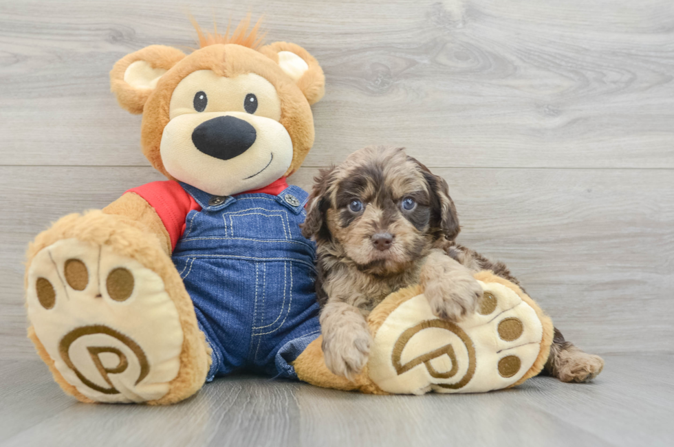 5 week old Cavapoo Puppy For Sale - Premier Pups