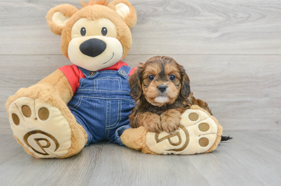 7 week old Cavapoo Puppy For Sale - Premier Pups