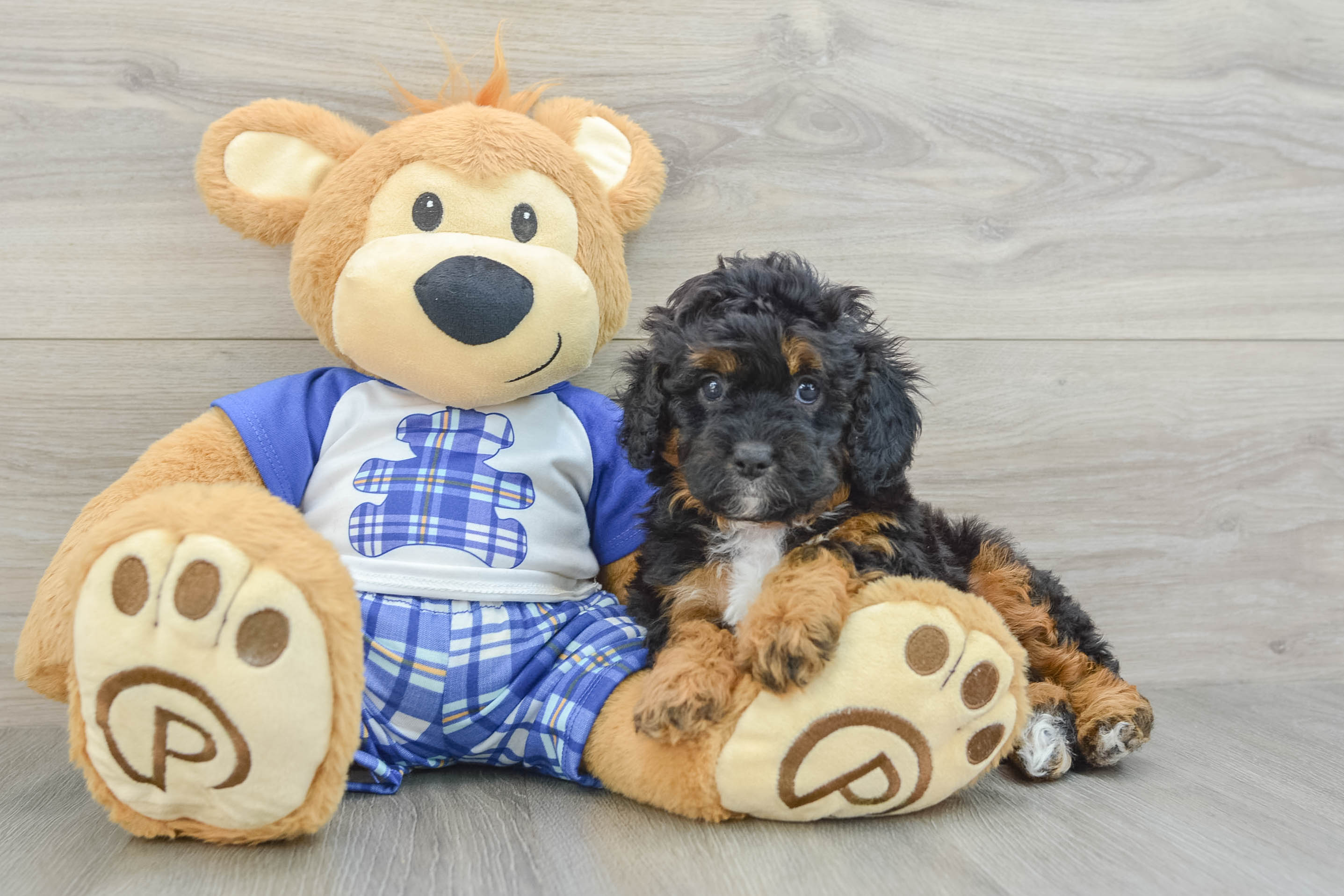 Adorable Cavalier King Charles Spaniel and Poodle Mix Poodle Mix Puppy