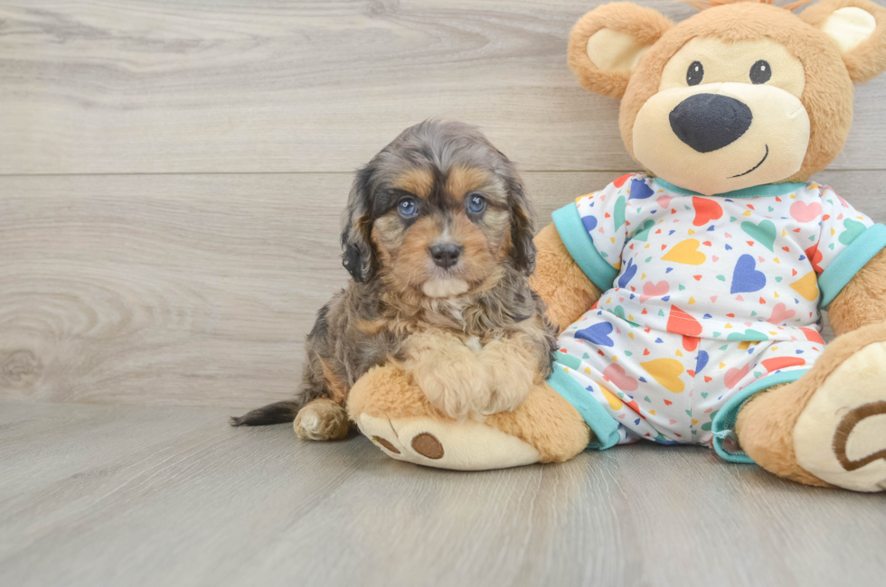 5 week old Cavapoo Puppy For Sale - Premier Pups