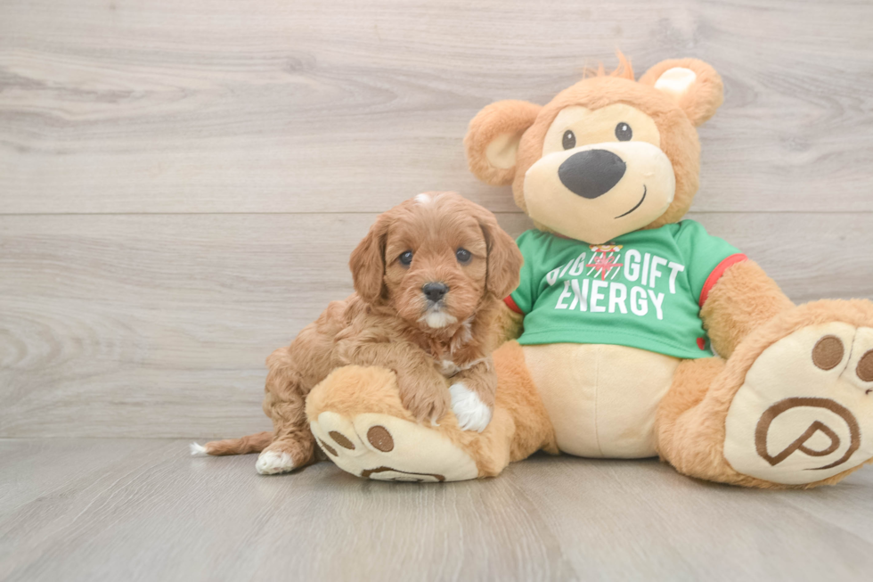 Happy Cavapoo Baby