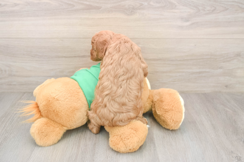 Smart Cavapoo Poodle Mix Pup