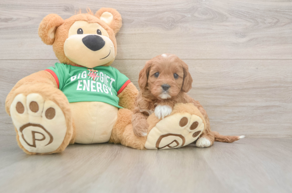 5 week old Cavapoo Puppy For Sale - Premier Pups