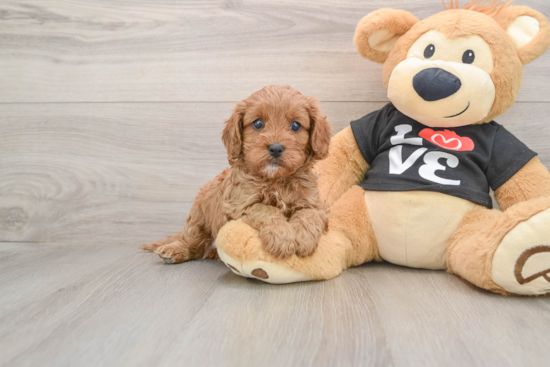 Little Cavipoo Poodle Mix Puppy