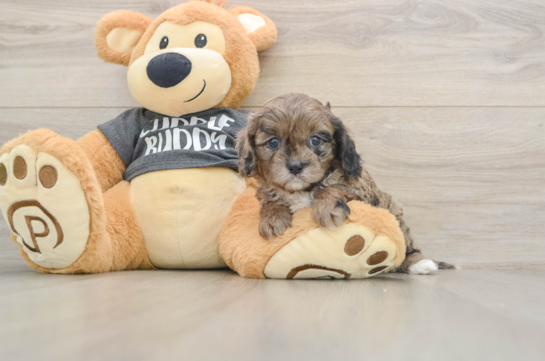 Smart Cavapoo Poodle Mix Pup