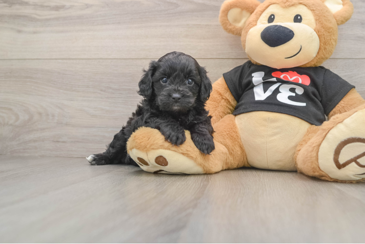 Best Cavapoo Baby