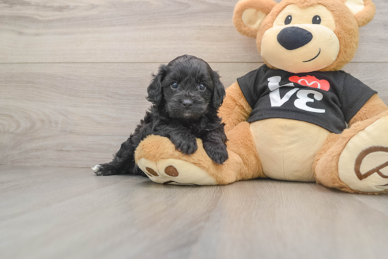 Best Cavapoo Baby