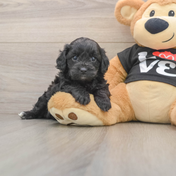 Best Cavapoo Baby
