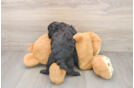 Cavapoo Pup Being Cute