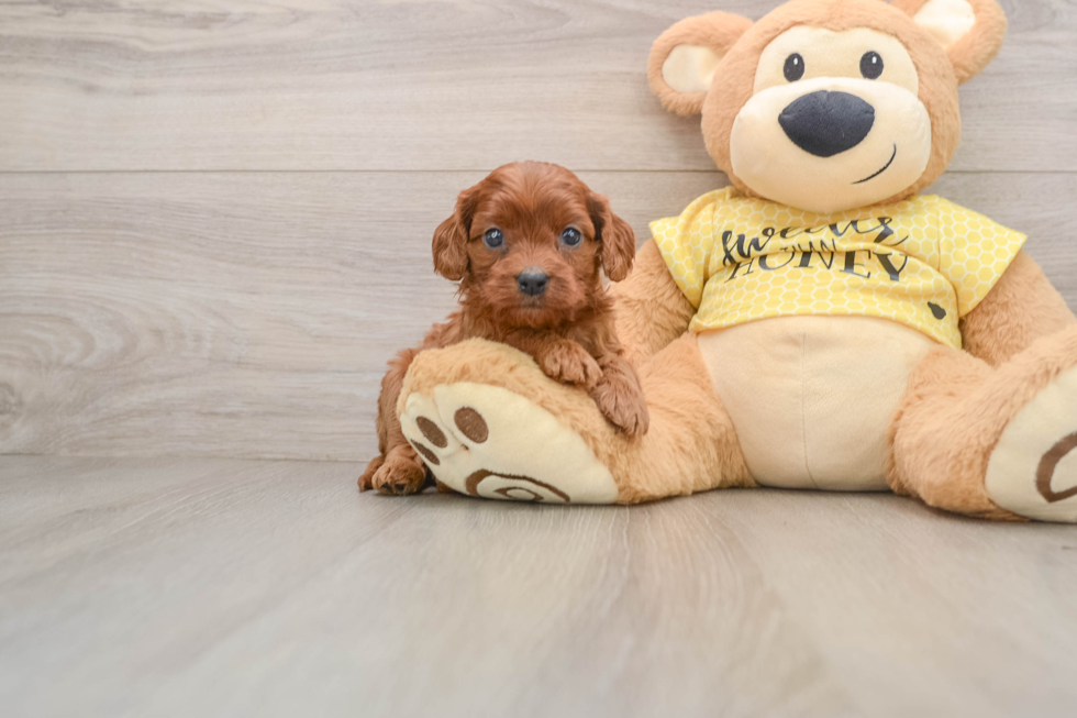 Happy Cavapoo Baby