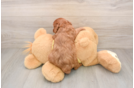 Small Cavapoo Baby