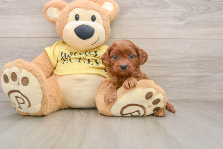 Little Cavipoo Poodle Mix Puppy