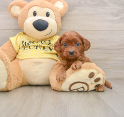 8 week old Cavapoo Puppy For Sale - Premier Pups