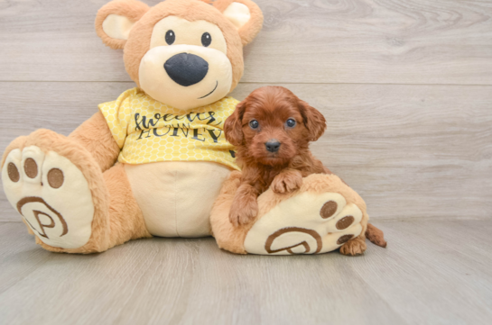 Little Cavipoo Poodle Mix Puppy