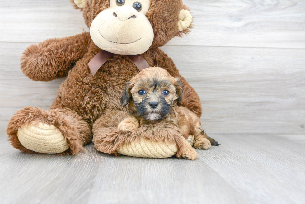 Cavapoo Pup Being Cute