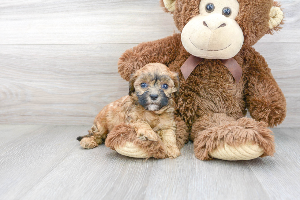 Smart Cavapoo Poodle Mix Pup