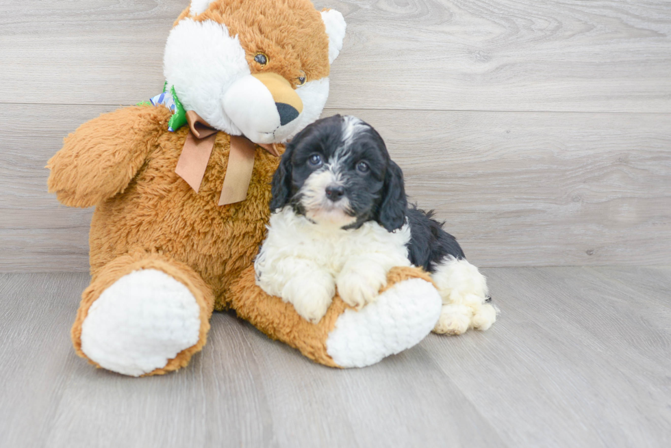 Cavapoo Puppy for Adoption