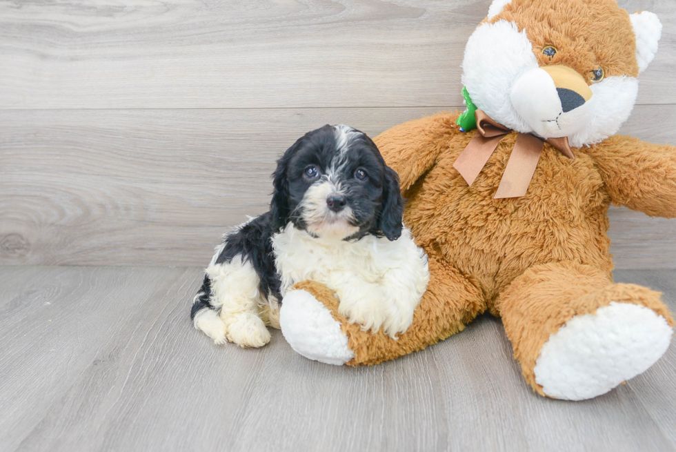 Cavapoo Puppy for Adoption