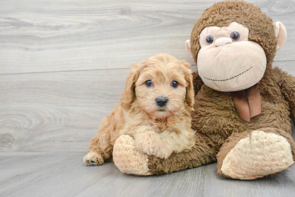 Petite Cavapoo Poodle Mix Pup