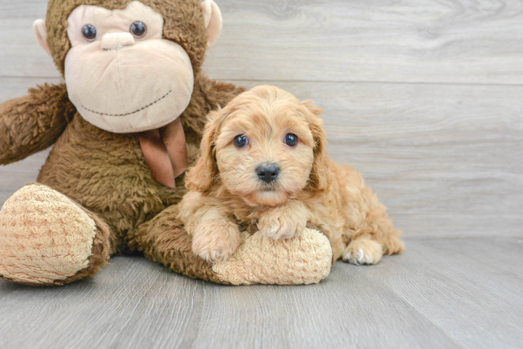 Cavapoo Pup Being Cute