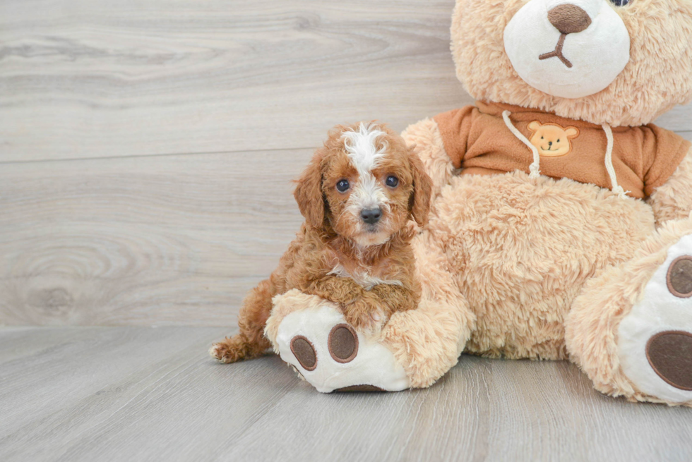 Sweet Cavapoo Baby