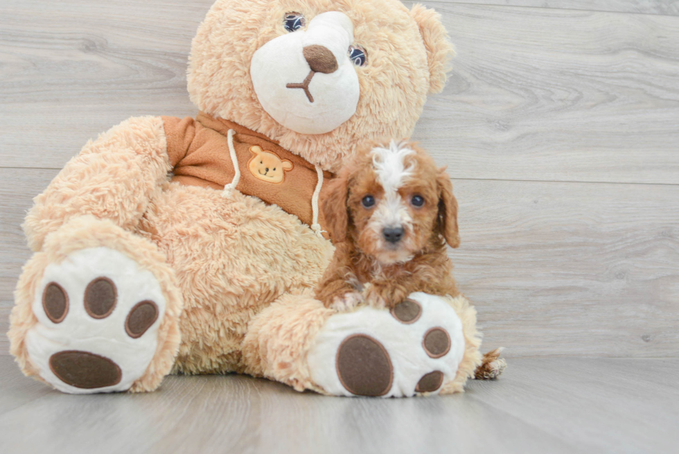 Cavapoo Pup Being Cute