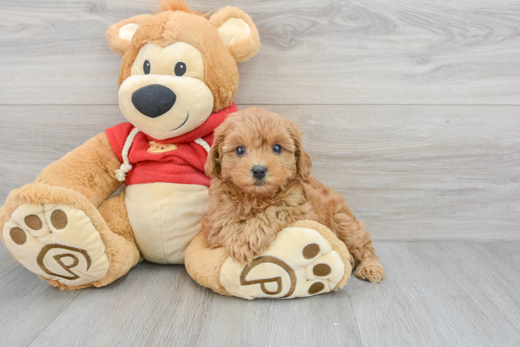 Cavapoo Puppy for Adoption