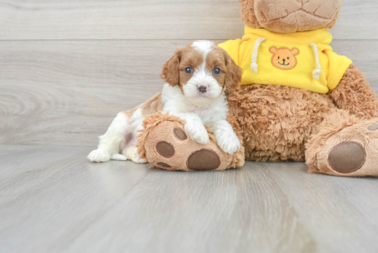 Cavapoo Pup Being Cute