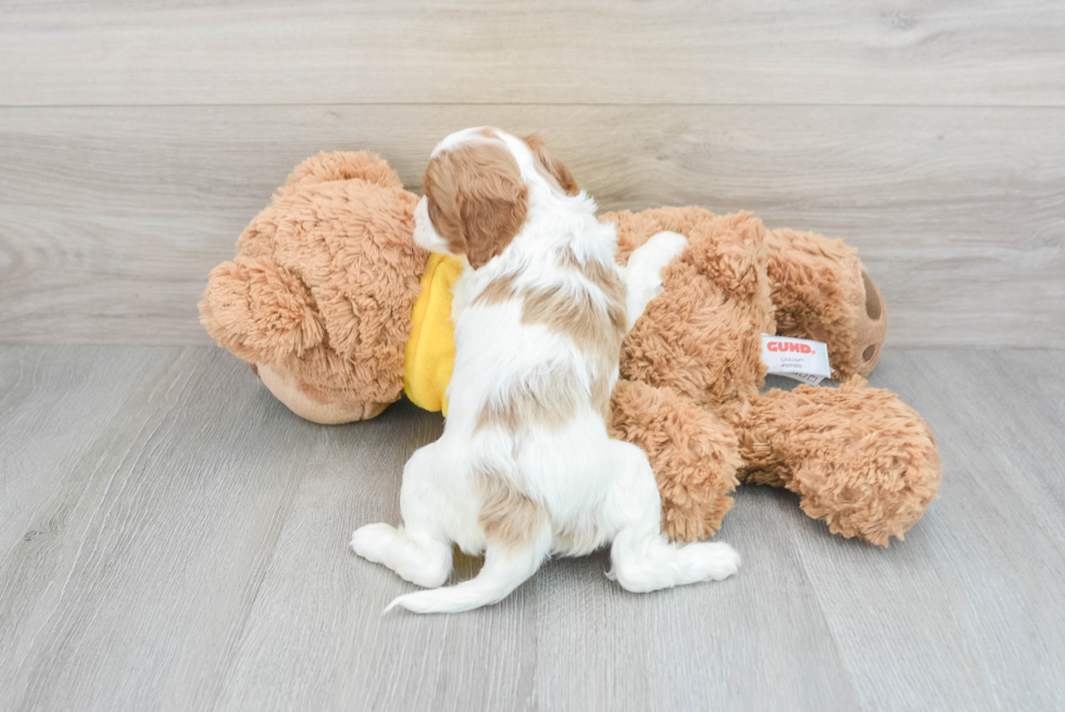 Friendly Cavapoo Baby