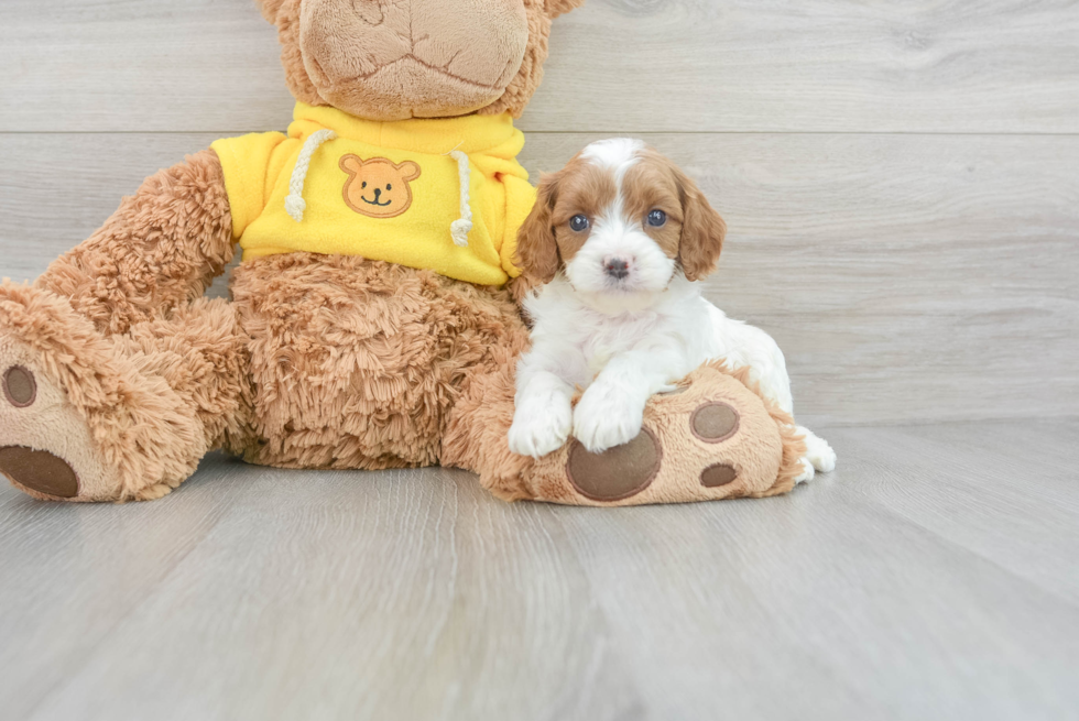 Playful Cavoodle Poodle Mix Puppy