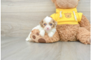 Playful Cavapoodle Poodle Mix Puppy