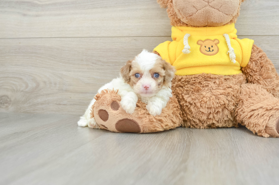 6 week old Cavapoo Puppy For Sale - Premier Pups