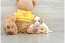 Cavapoo Pup Being Cute