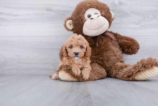 Best Cavapoo Baby