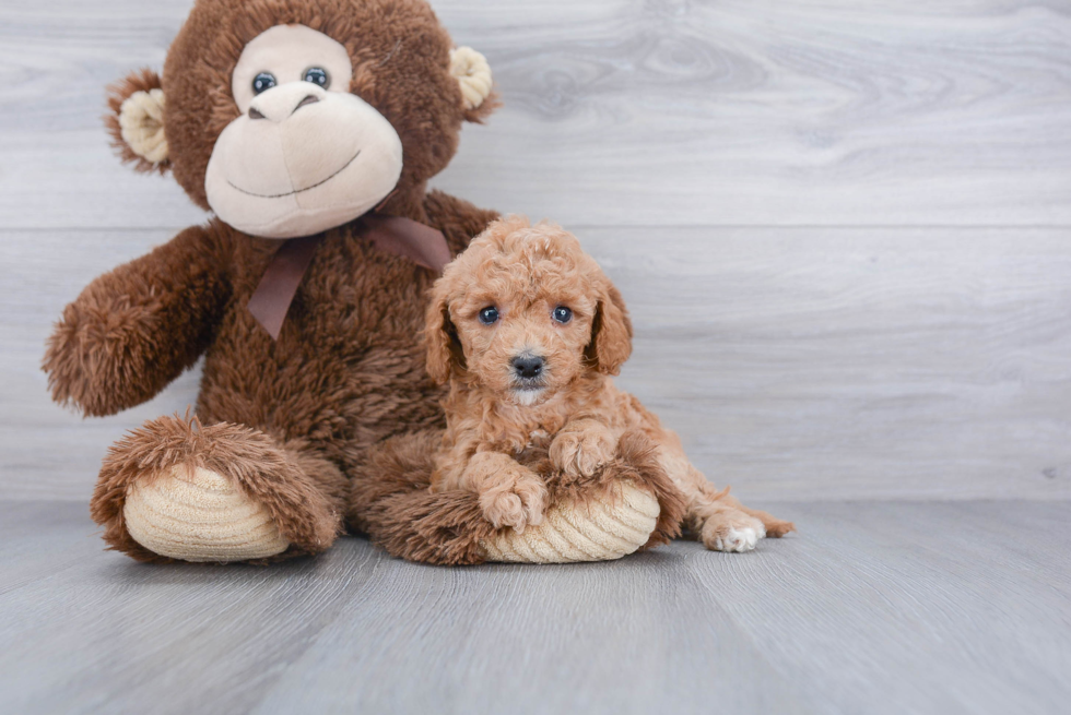 Cavapoo Pup Being Cute