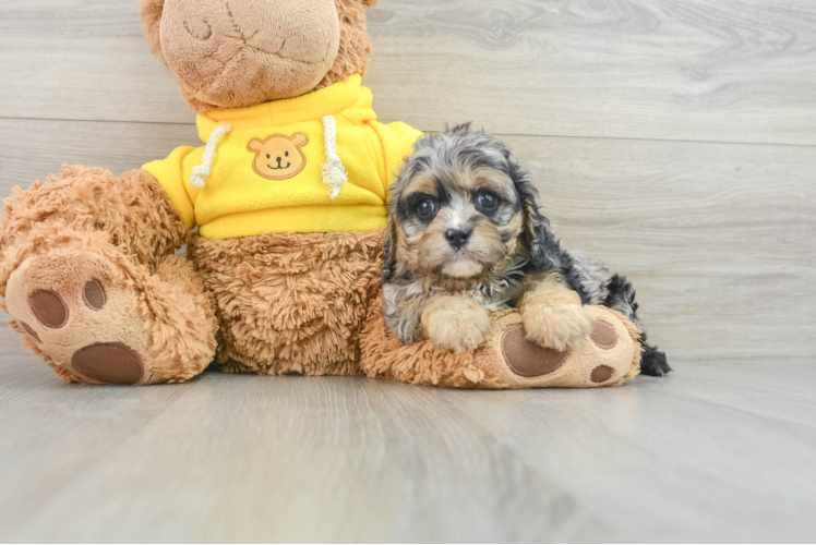 Best Cavapoo Baby