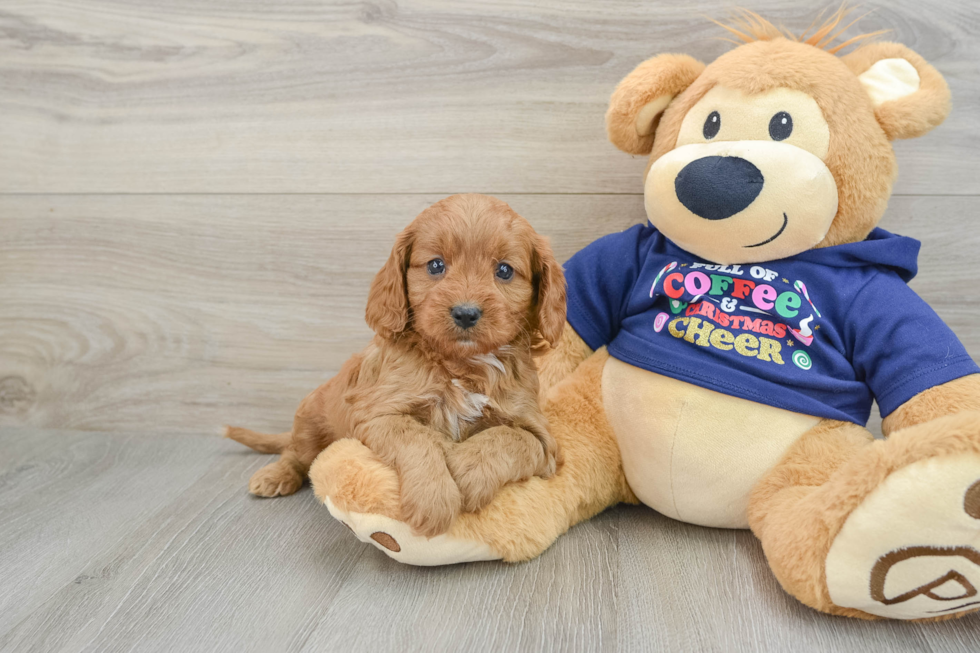 Cavapoo Pup Being Cute