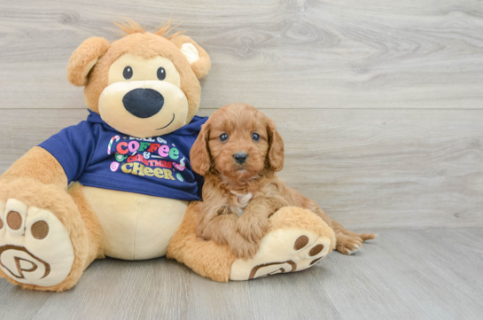 Small Cavapoo Baby