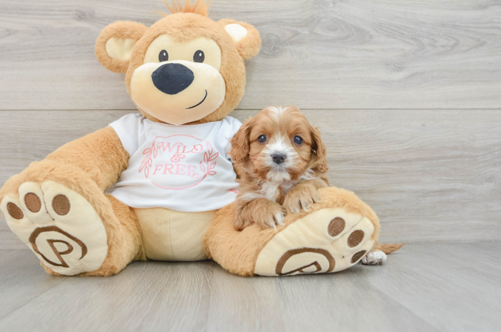 6 week old Cavapoo Puppy For Sale - Premier Pups