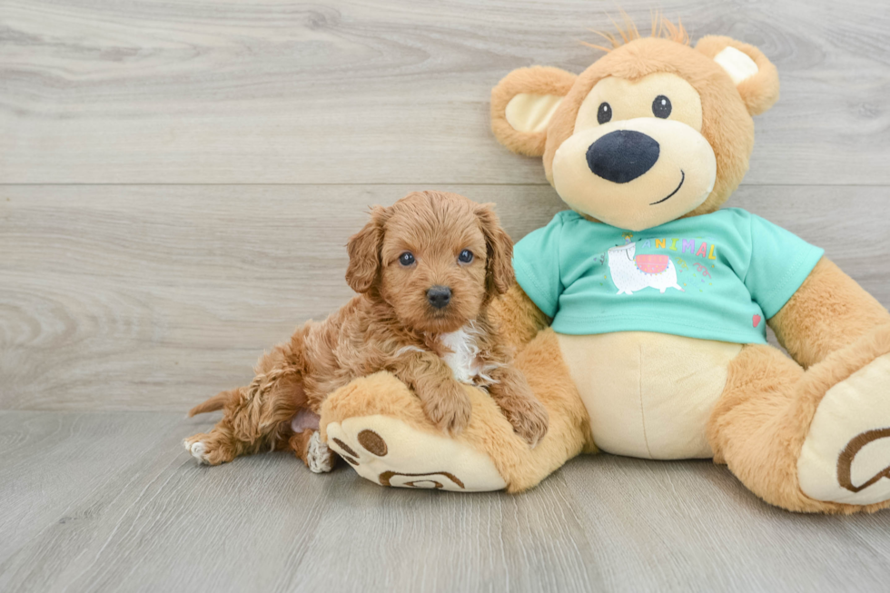 Playful Cavapoodle Poodle Mix Puppy