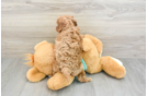 Hypoallergenic Cavadoodle Poodle Mix Puppy