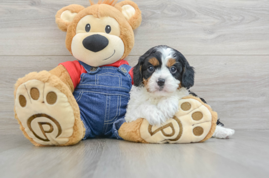 Cavapoo Pup Being Cute