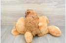 Friendly Cavapoo Baby