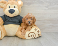 8 week old Cavapoo Puppy For Sale - Premier Pups