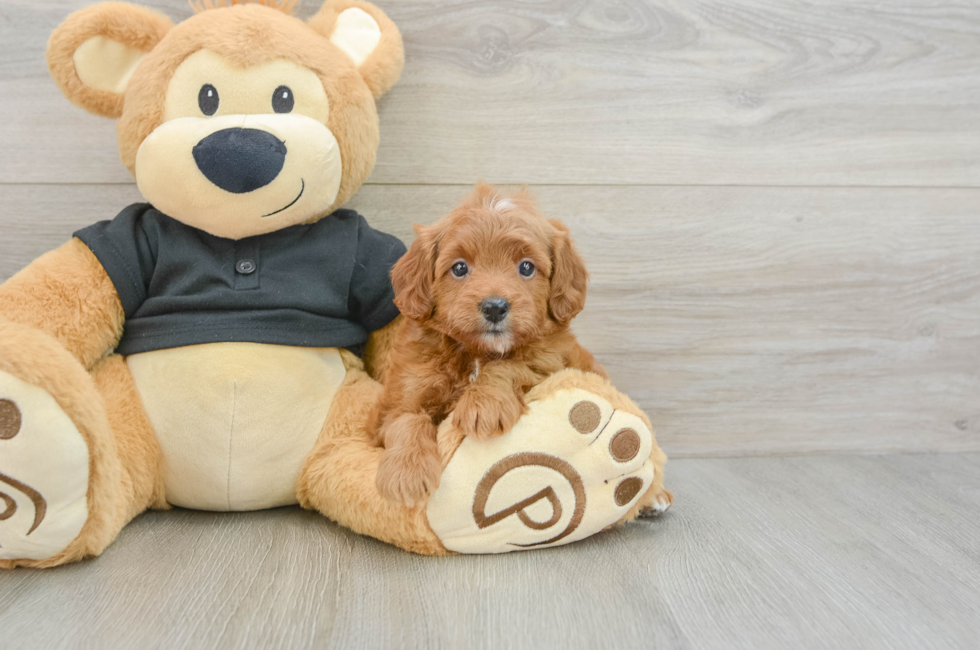 6 week old Cavapoo Puppy For Sale - Premier Pups